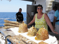 egadi-helmets-2011a.gif